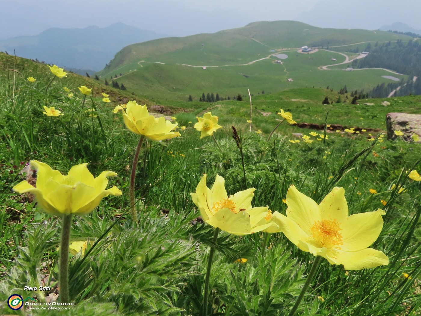 70 Pulsatilla alpina sulphurea (Anemone sulfureo) sul sent. 109A con vista sui Piani.JPG